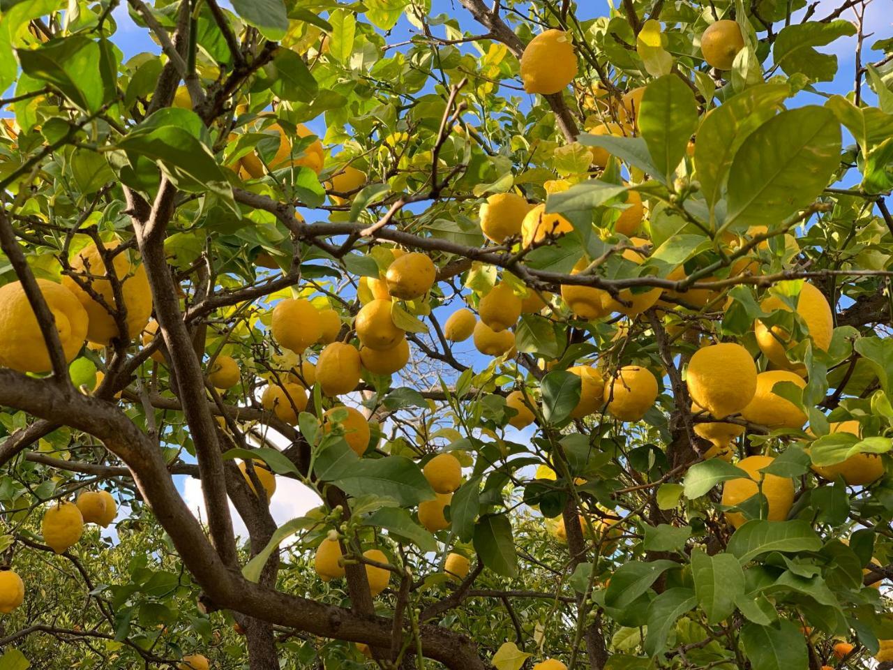 مبيت وإفطار بارغيليا Villino Eleonora المظهر الخارجي الصورة
